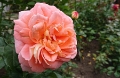 Rosa 'Bonita Renaissance'
